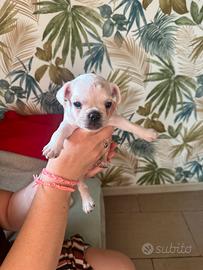 Bulldog francese