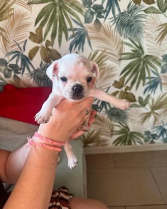 Bulldog francese