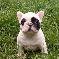 Bouledogue francesi cuccioli