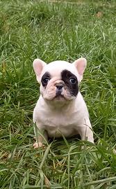 Bouledogue francesi cuccioli