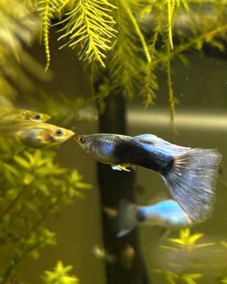 Guppy - Pesci per acquario SCONTO