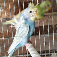 Cocorite Hagoromo femmine