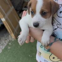 Jack Russel