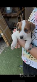 Jack Russel