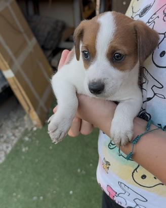 Jack Russel