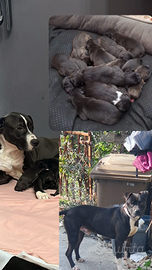 Pitbull american terrier