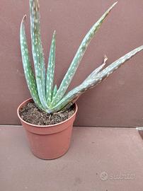 Aloe Vera 