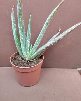 Aloe Vera 