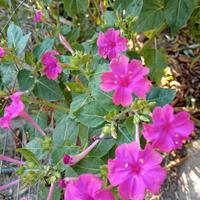 Semi fiori bella di notte