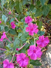 Semi fiori bella di notte