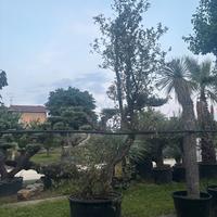 Quercia da sughero
