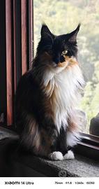 Maine Coon Femmina in Rehoming