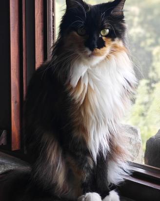 Maine Coon Femmina in Rehoming