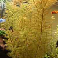 Myriophyllum Red Steam - Piante Acquario