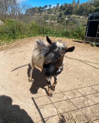 Capra tibetana