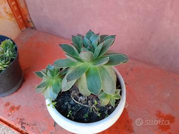 pianta grassa grande sempervivum con già dei figli