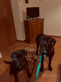 Cane corso