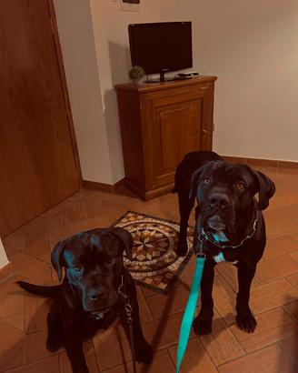 Cane corso