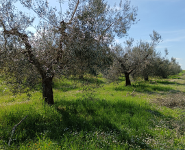 Terreno agricolo con ulivi