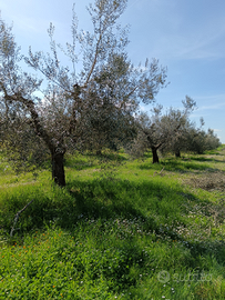 Terreno agricolo con ulivi