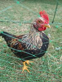 Pulcinotto/Gallo Mericanell Gallina