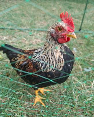Pulcinotto/Gallo Mericanell Gallina