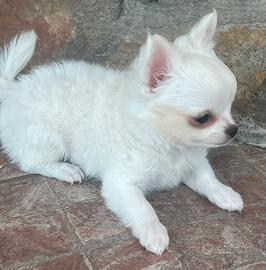 Chihuahua maschietto con pedigree