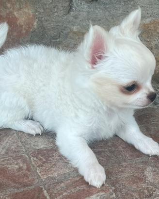Chihuahua maschietto con pedigree