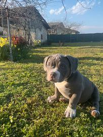 Cucciolo american bully