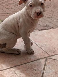 Ultime 2 cucciole di Amstaff
