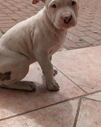 Ultime 2 cucciole di Amstaff
