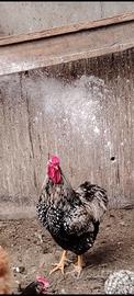 Gallo wyandotte taglia grande