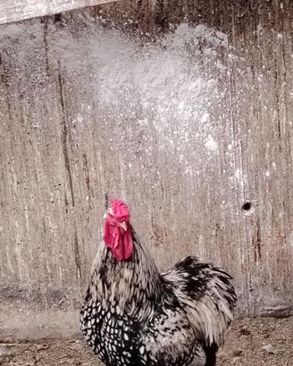 Gallo wyandotte taglia grande