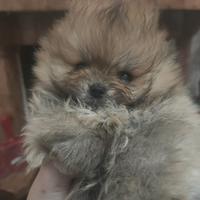 Spitz volpino Pomerania