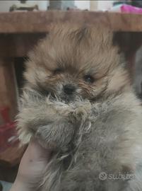 Spitz volpino Pomerania