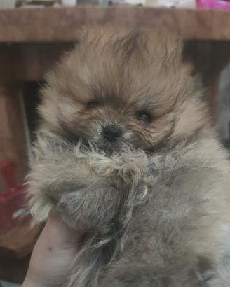 Spitz volpino Pomerania