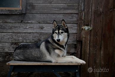 Siberian Husky