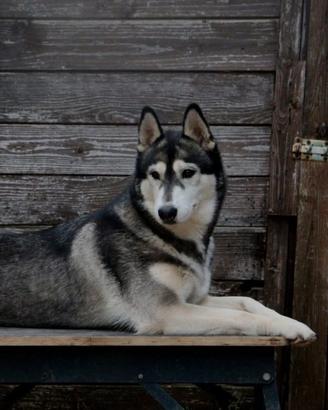 Siberian Husky