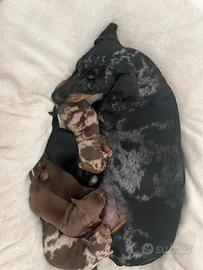 Cuccioli di Bassotto