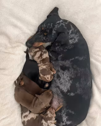 Cuccioli di Bassotto