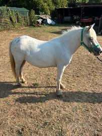 Pony