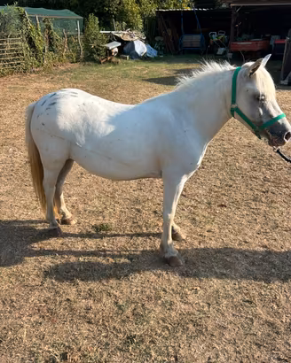 Pony