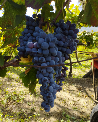 Vino Casareccio