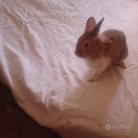 Coniglio nano