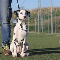 Cuccioli Dalmata