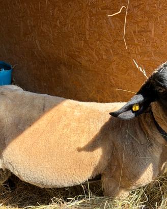 Maschio suffolk