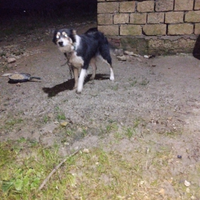 Border collie