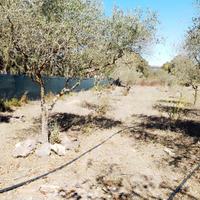 Terreno con casetta, Ploaghe