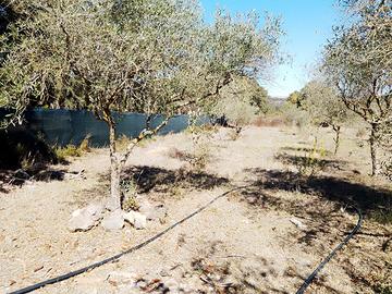 Terreno con casetta, Ploaghe