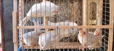 Ultime femmine nero rosso intenso e mosaico